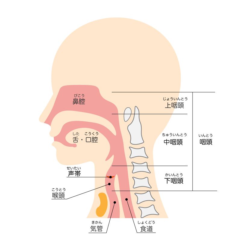 喉の構造図解