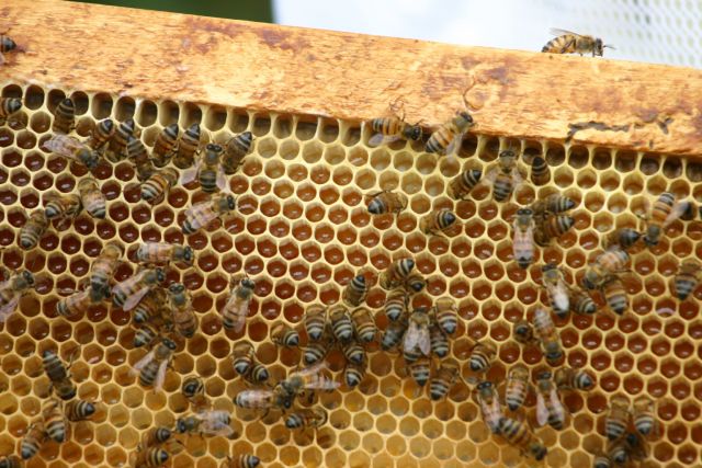 高品質なハチミツ・マヌカハニーの条件